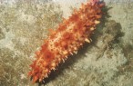 Restaurant manager arrested for sea cucumber theft